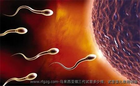 马来西亚做三代试管多少钱，代孕费用明细