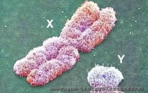 马来西亚代孕成功率很高是真的吗？